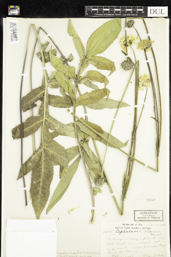 Cephalaria gigantea image