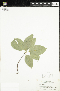 Thumbnail image of current specimen