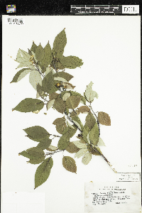 Cornus sericea image