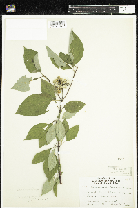 Media resource of Cornus sericea