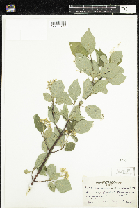 Cornus sericea image
