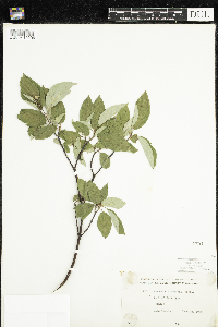 Cornus sericea image