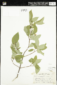 thumbnail image of current specimen