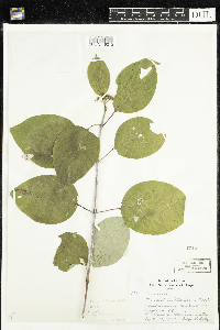 Cornus sericea image