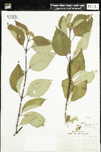 Cornus sericea image