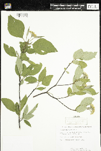 Cornus sericea image