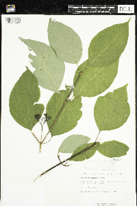 Cornus sericea image