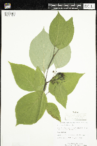 Cornus sericea image