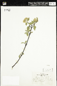 Cornus sericea image