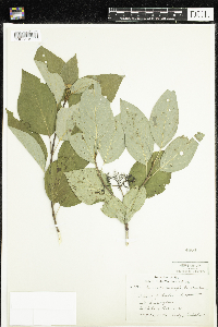 Thumbnail image of current specimen