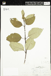 Cornus sericea image