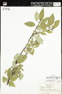 Cornus sericea image