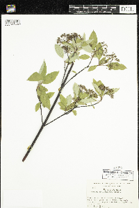 Cornus sericea image