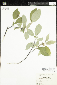 Cornus sericea image