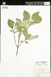 Cornus sericea image