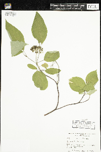 Cornus sericea image