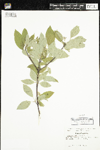 Cornus sericea image