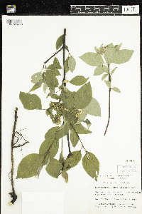 Cornus sericea image