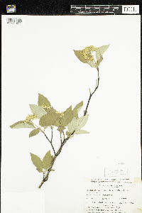Cornus sericea image