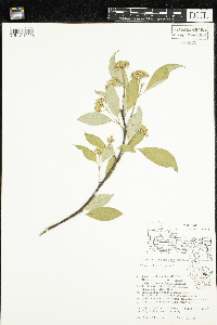 thumbnail image of current specimen
