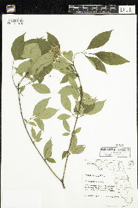 Cornus racemosa image