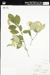 Cornus racemosa image