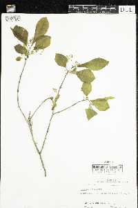 Thumbnail image of current specimen