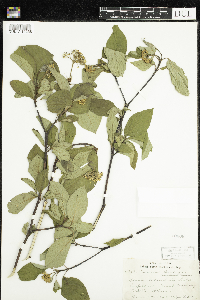 thumbnail image of current specimen