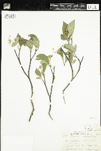 thumbnail image of current specimen