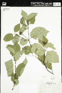 Thumbnail image of current specimen