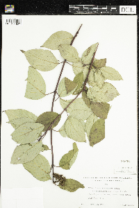 thumbnail image of current specimen