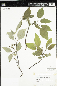 thumbnail image of current specimen