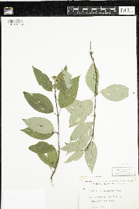 thumbnail image of current specimen