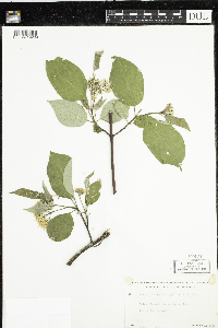 thumbnail image of current specimen