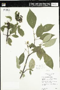 thumbnail image of current specimen