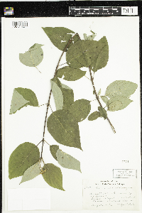 thumbnail image of current specimen