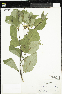Cornus sericea image