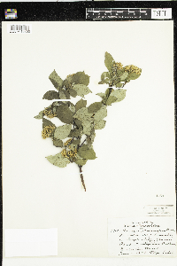 Cornus sericea image