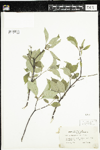 Cornus sericea image