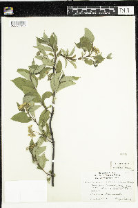 Cornus sericea image