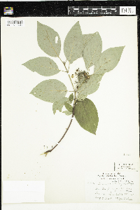 Cornus sericea image