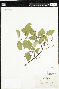Cornus sericea image