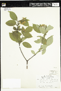 Cornus sericea image