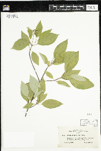Cornus sericea image