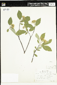 thumbnail image of current specimen