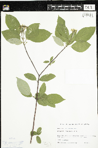 Thumbnail image of current specimen