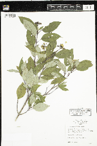 Cornus sericea image