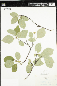 Cornus sericea image
