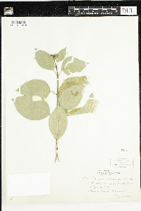 Cornus sericea image