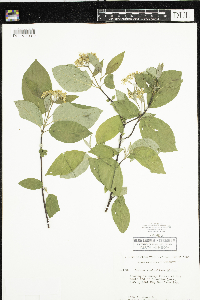 Cornus sericea image